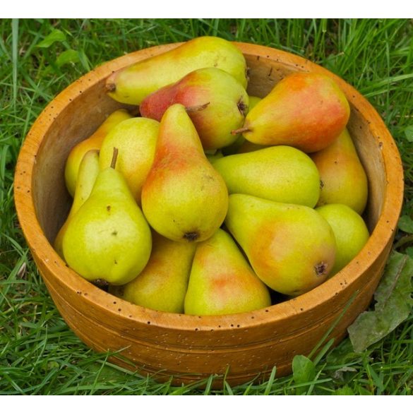 Körtekonzerv 3000g/1700g felezett BC